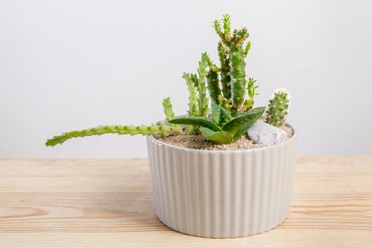 Close-up of a succulent plants arrangement in a glass pot.