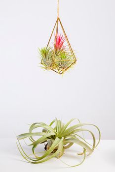 Airplant is a plant that obtains moisture and nutrients from the air and rain