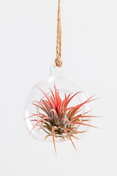 Airplant is a plant that obtains moisture and nutrients from the air and rain