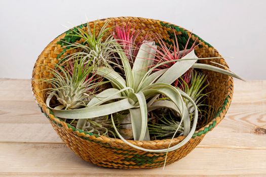 Airplant is a plant that obtains moisture and nutrients from the air and rain