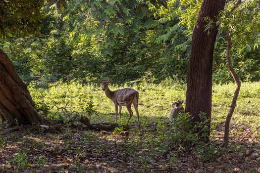 Sri Lanka. The ancient city of Polonnaruwa. Bambi deer graze in a tropical green forest on a clear sunny day against the background of trees. High quality photo