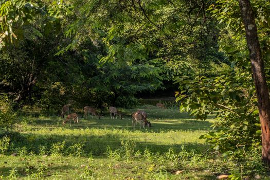 Sri Lanka. The ancient city of Polonnaruwa. Bambi deer graze in a tropical green forest on a clear sunny day against the background of trees. High quality photo