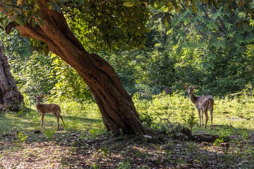 Sri Lanka. The ancient city of Polonnaruwa. Bambi deer graze in a tropical green forest on a clear sunny day against the background of trees. High quality photo