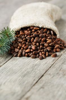 Pine nuts in a bag of burlap on an old vintage background with a fir green branch. In country style. Delicious and healthy seeds, rich in protein and oils. Spilled out of the bag