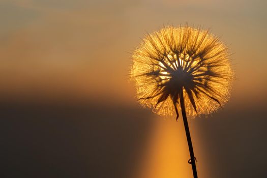 Dandelion close-up silhouette against orange sunset sky, meditative Zen background