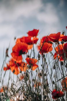 Poppy flowers meadow and nice sunset scene