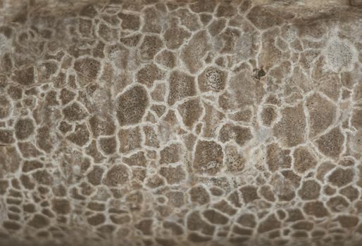 Abstract macro close-up background real nature beauty. Cosmic texture of stone like snake skin surface, beige gray peel, mystic unusual spots, tree bark, mold fungus, unique pattern magnificent color.