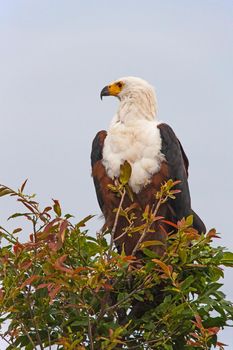 The African Fish Eagle (Haliaeetus vocifer) is an African icon.