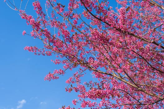 Pink flower blossom