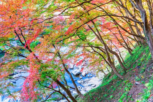 Autumn season landscape with colourful leaves background