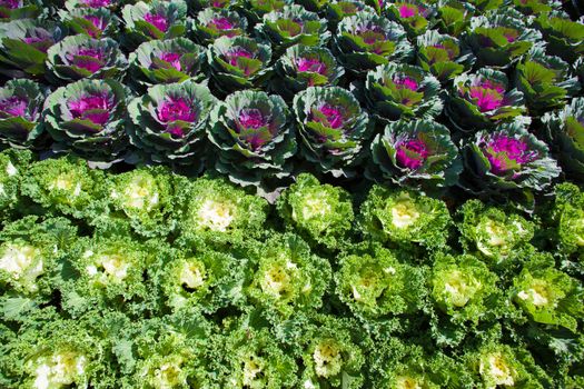 Green cabbage in rows