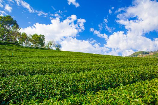 Tea plantation and blue sky