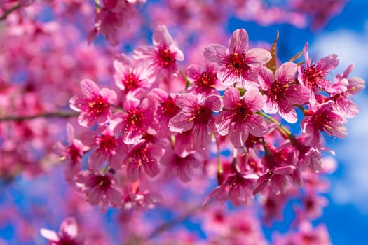 Sakura flower blossom