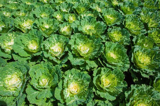 Green cabbage in row