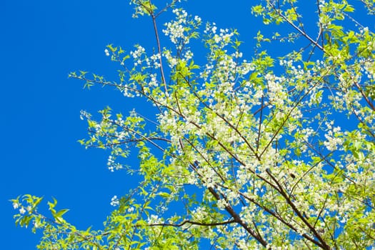 Flower blossom and blue sky