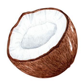 Watercolor coconut isolated on white. Tropical fruit hand drawn illustration