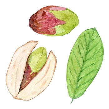 watercolor pistachio set isolated on white background. Hand drawn nut in nutshell illustration