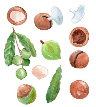 watercolor macadamia nuts and leaves set isolated on white background