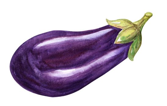 Watercolor purple eggplant isolated on white background. Hand drawn aubergine vegetable illustration