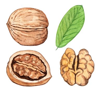watercolor walnut set isolated on white background. Hand drawn walnut tree leaf and nut in shell illustrations