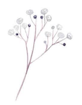 watercolor gypsophila white flowers branch isolated on white background