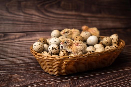 Quail chickens and quail eggs in a straw basket on a wooden background