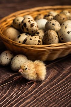 Chicken on quail eggs. rustic background.