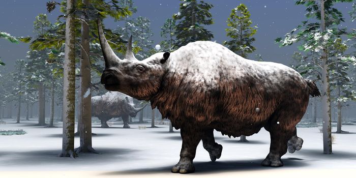Two Woolly Rhinoceros hang out together during a winter day in Europe during the Pleistocene Era.