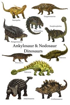 A collection of prehistoric armored animals known as Ankylosaur and Nodosaur dinosaurs.