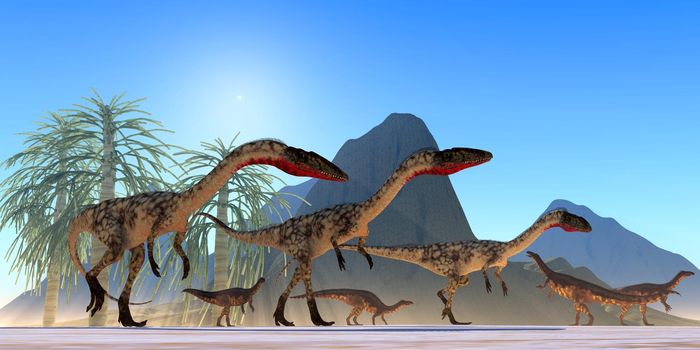 A Plateosaurus herbivorous herd watch a hunting pack of carnivorous Coelophysis dinosaurs during the Triassic Period.