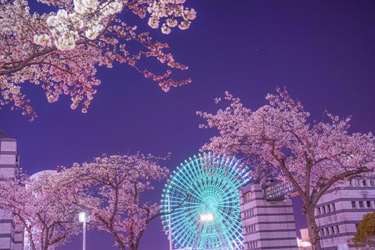 Cosmochrok and cherry blossoms (Yokohama Minato Mirai). Shooting Location: Yokohama-city kanagawa prefecture