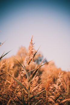 Fluffy floral ears of Bulrush or Typha latifolia plants against a bright blue sky. Plants grow on the shores of a small lake.