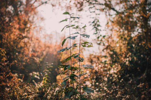 beautiful autumn leaves of yellow oak closeup. Autumn landscape background. Autumn abstract background with gold oak. Autumn nature forest background for design.