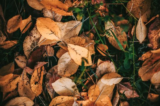 Fallen yellow autumn fruit leaves lying on the ground in the grass closeup background details - Golden autumn colorful season changing concept nature scene scene