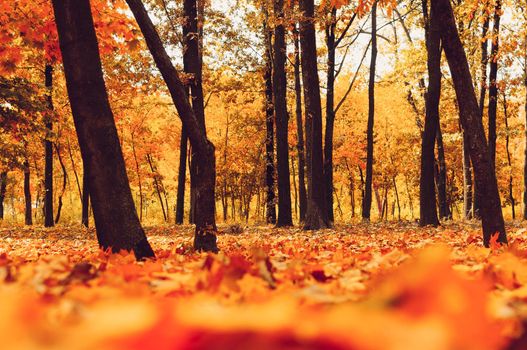 Autumn sunny landscape. Road to yellow forest. Autumn park of trees and fallen autumn leaves on the ground in the park on a sunny October day.template for design.