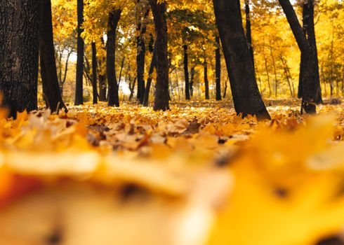 Autumn sunny landscape. Road to yellow forest. Autumn park of trees and fallen autumn leaves on the ground in the park on a sunny October day.template for design.