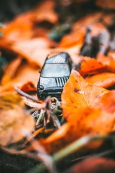 toy car is standing in the leaves in the forest. metal sports car in the fall on the ground early in the morning. Warm autumn landscape.