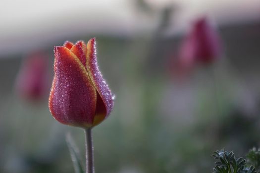 Wild tulip shrering at dawn in a field, bud covered with droplets of dew. close up. Space for text