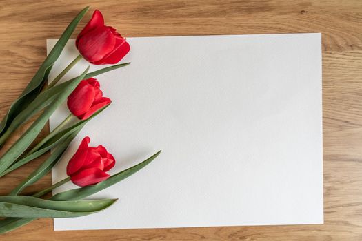 Three red tulips on white background. Spring concepte. Copy space.