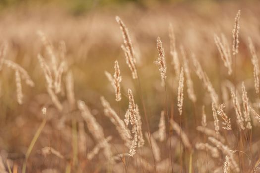 Cereal field with yellow ripe spikelets closeup with blurred background. Wheat grain in farmaland with beautiful sunlight