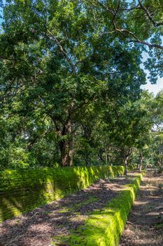 Sri Lanka. The ancient city of Polonnaruwa. A large green tree on the wall. High quality photo