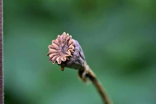 One brown dry poppy seed capsule against a blurry green background as a close up