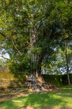Sri Lanka. The ancient city of Polonnaruwa. A large green tree with huge roots wrapping around the wall. High quality photo