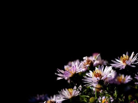 Pink blooming flowers of a bush aster on a black background. Blooming flowers. Bush aster. Perennial flower. Garden plants. background image. Violet color. Yesto for text.