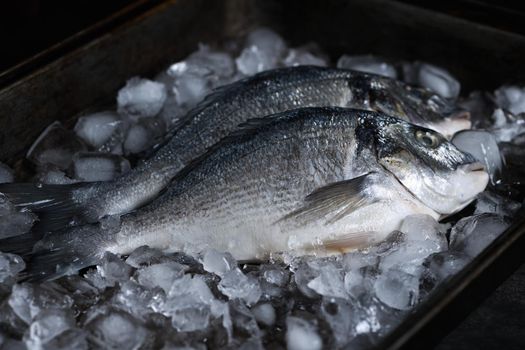 Raw dorado with ice in a tin tray. Minimalistic layout for a fish restaurant, shop or fish market. Still life in dark colors