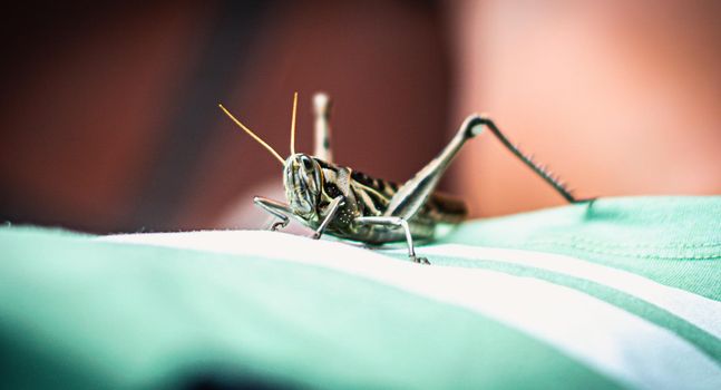 Macro close-up photo big grasshopper grig locust on fabric green brown background. Bug flyer asia fauna. Environment concept. Real nature beauty close to man. Insect protection.