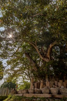 Sri Lanka. Anuradhapura. A large green tree on the territory of Thuparamaya Buddhist temple in the Mahamewna park. High quality photo