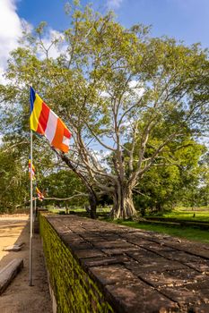Sri Lanka. Anuradhapura. A large green tree on the territory of Thuparamaya Buddhist temple in the Mahamewna park. High quality photo