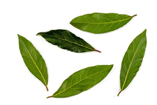 Some Leaves scattered on a white background