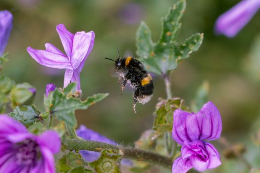 Bombus locurum, white-tailed fluffy yellow and black bee in flight with pollen particles on its head and body. Flying around a bunch of pretty pink wildflowers and green leaves in UK. Canon EOS 90D